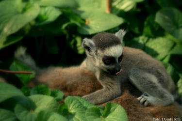 Baby lemur on his/her mother