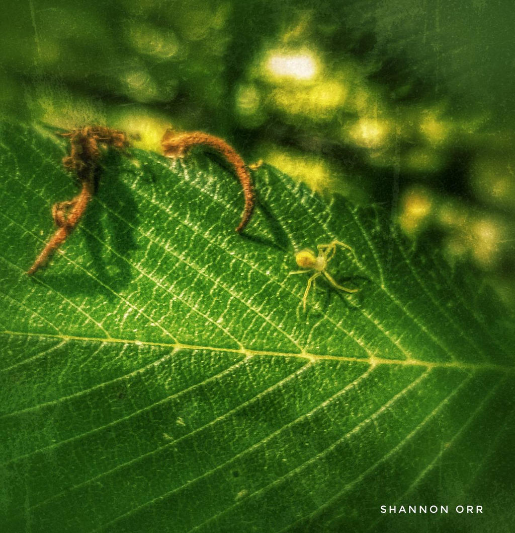 Fake Out by KitchenWitch1211 on DeviantArt