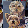 Macho and Marilyn, Yorkshire Terriers