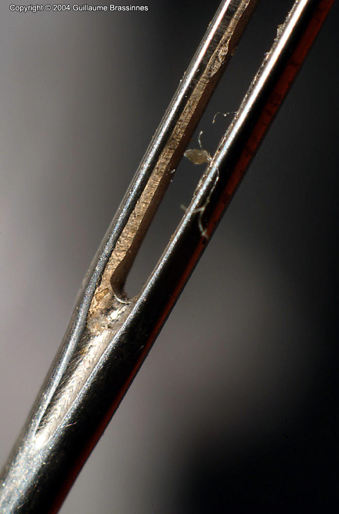 Macro magnification test by hivewasp on DeviantArt