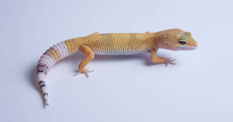 Super Hypo Tangerine poss het Tremper,Eclipse