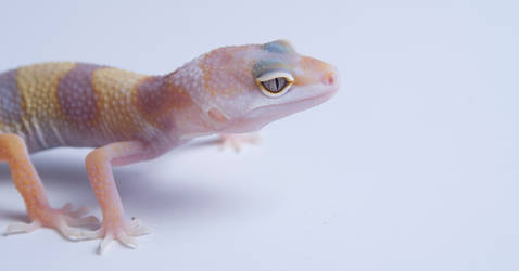 White and Yellow Tremper