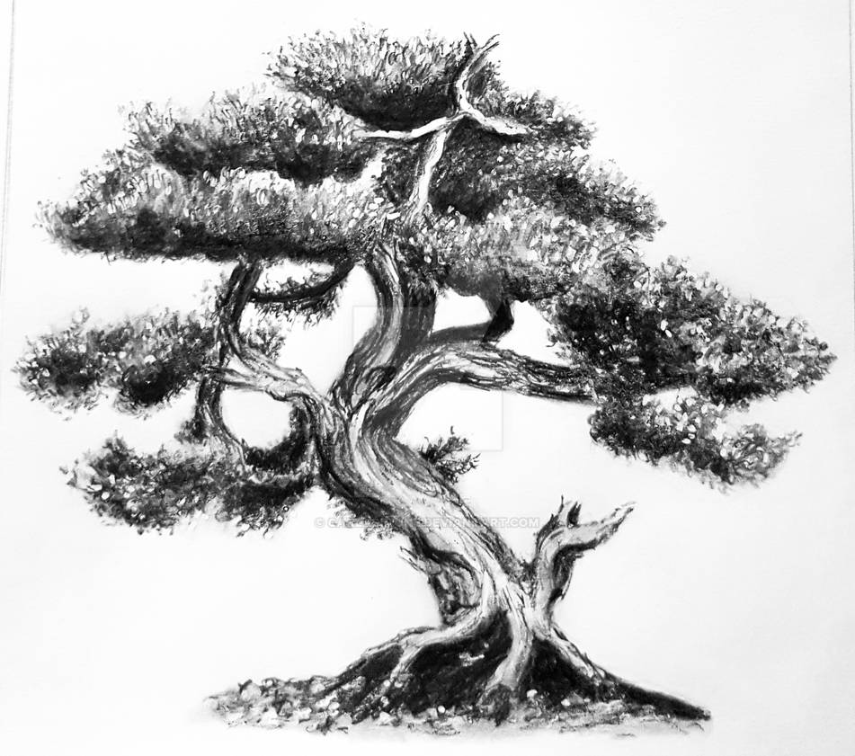 Bonsai Tree Sketch by CarlaSimone on DeviantArt