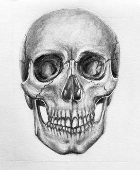 Skull Sketch