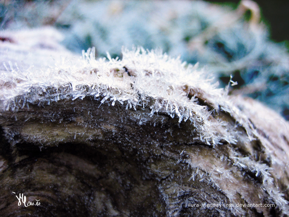 frozen wood