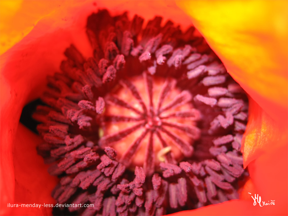 flaming poppy