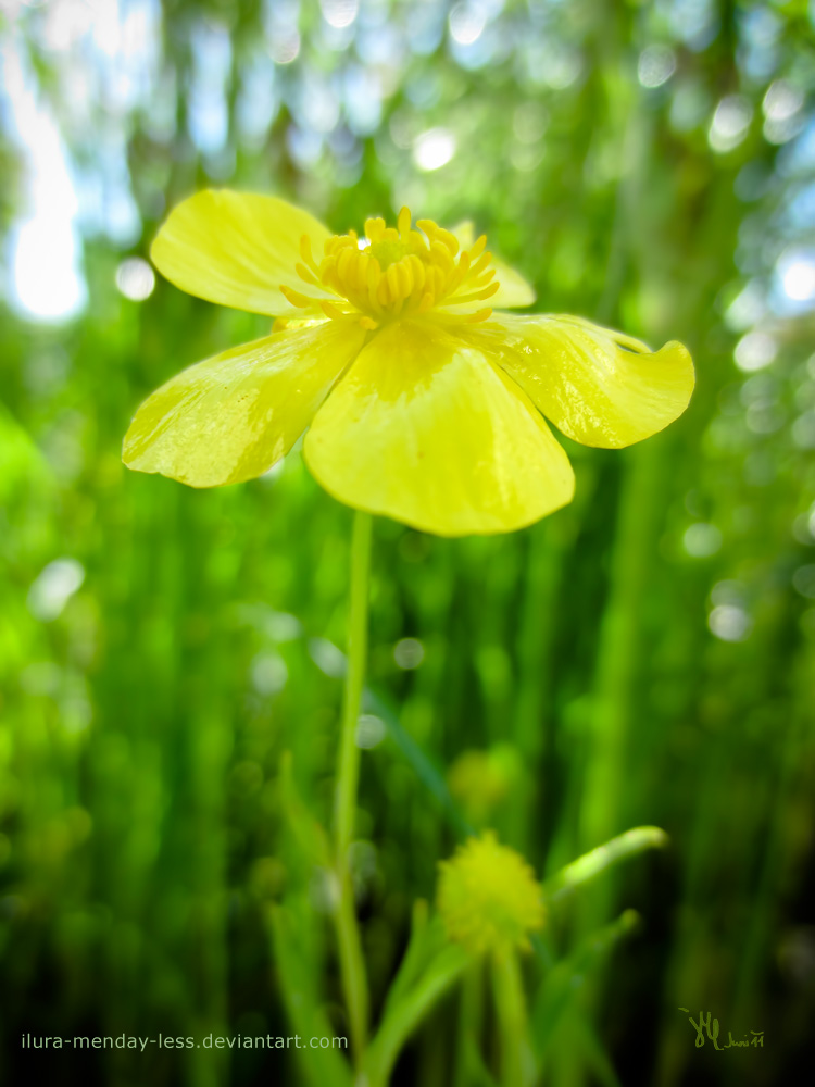 buttercup in the sparkling sun