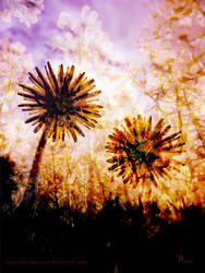 twilight soaked dandelions