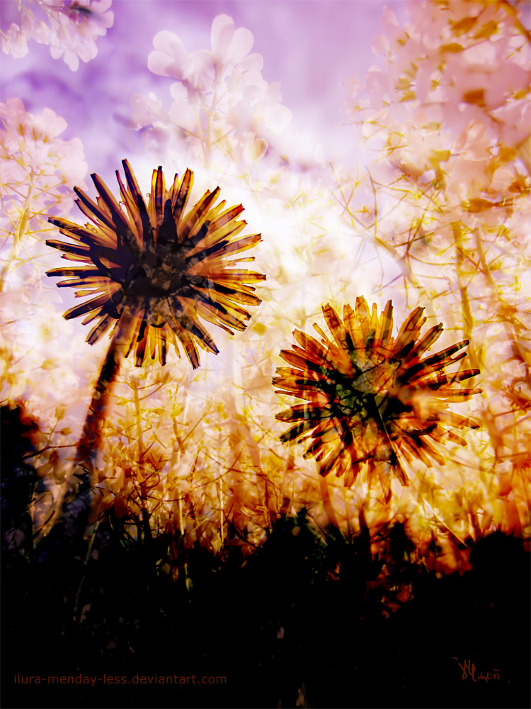 twilight soaked dandelions