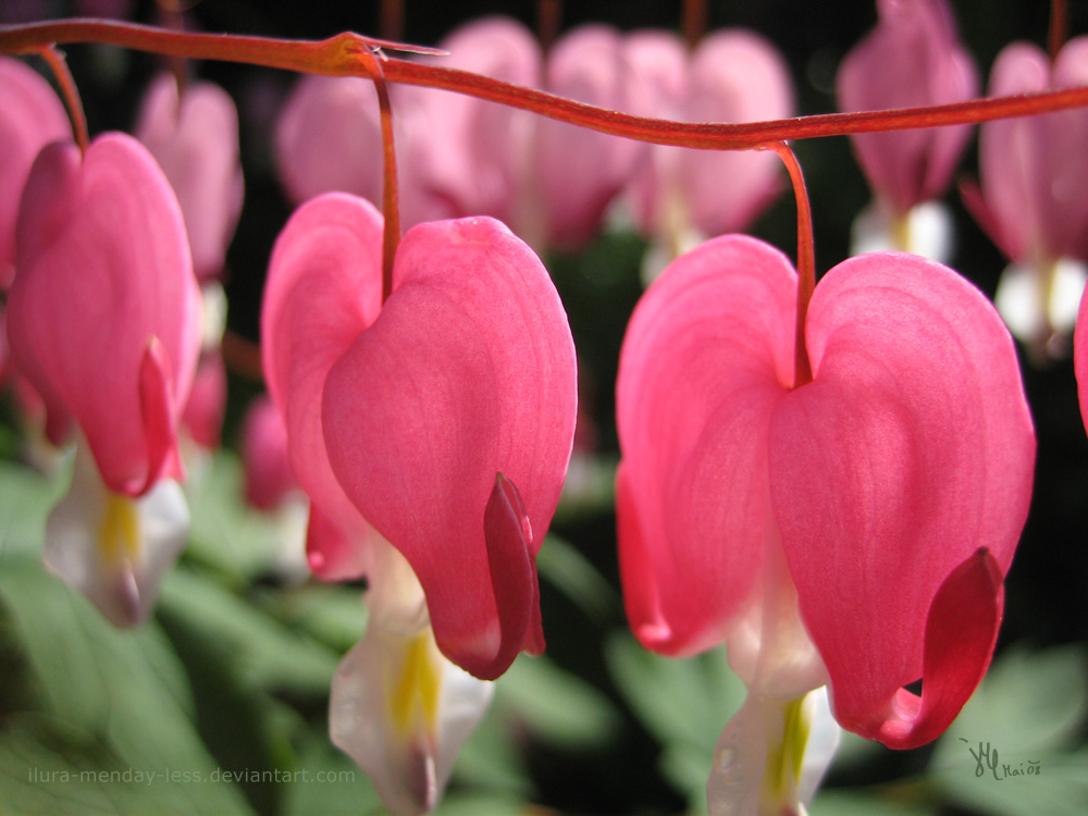 my bleeding heart