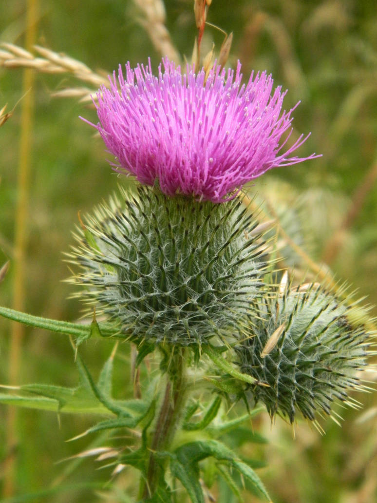 Prickly Character by Madmim1970 on DeviantArt Prickly Character by Madmim1970 on DeviantArt