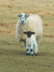 Just Ewe and Me