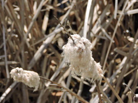 Cattails