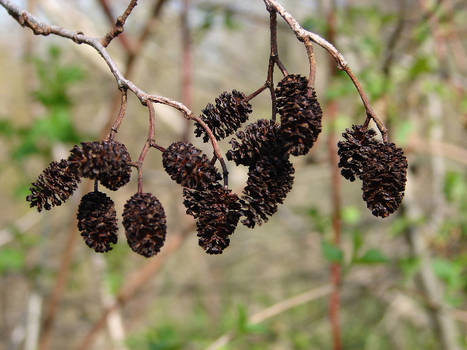 Pinecones