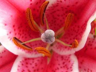 Flower Insides