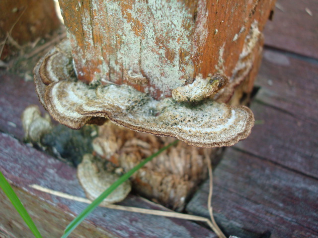 fungus