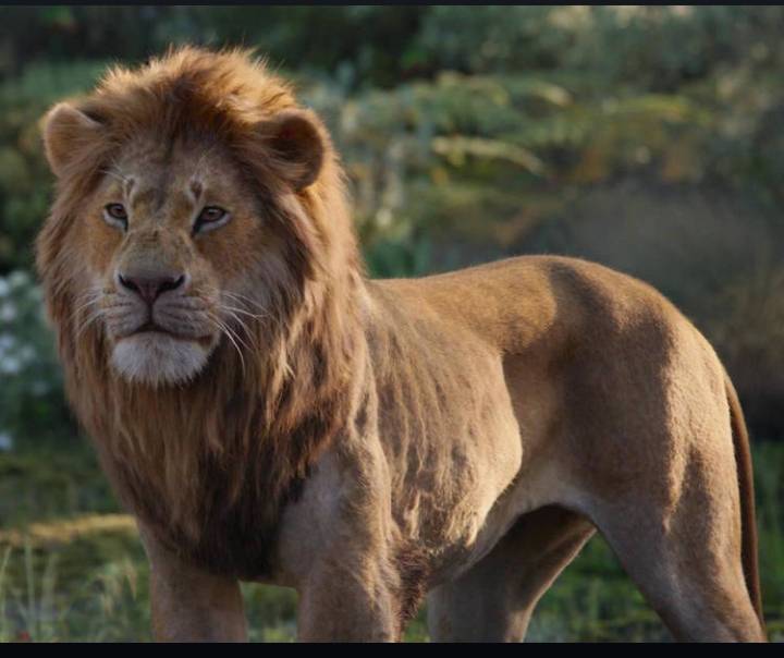 Simba by FanTheLionGuard on DeviantArt