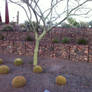 Xeriscape garden