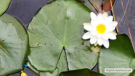 Water lily wallpaper 6 of 7