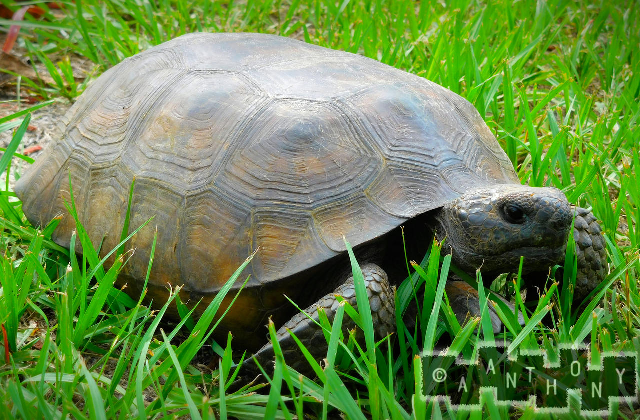 Gopher Tortoise By A Anthony On DeviantArt