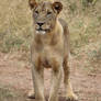 Young Male Lion 03