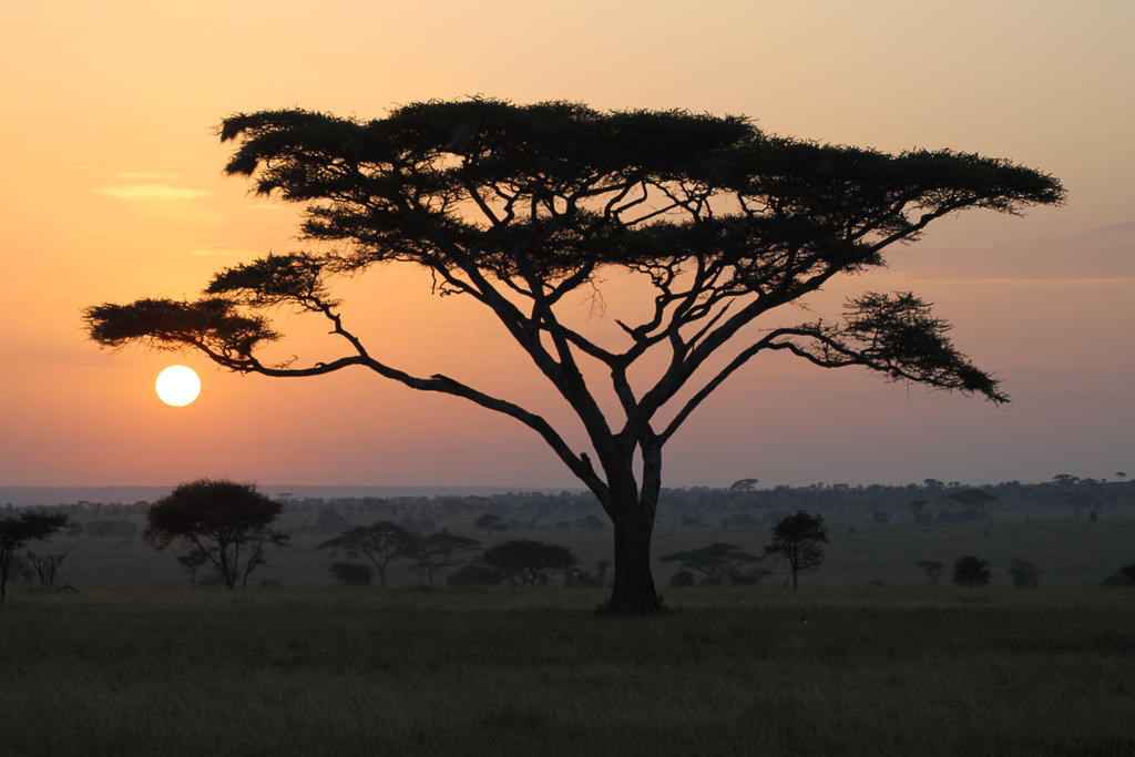 African Sunrise by syoul-stock African Sunrise by syoul-stock