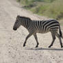 Zebra 07