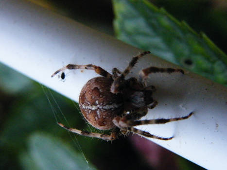 common british garden spider 5