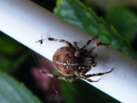 common british garden spider 6