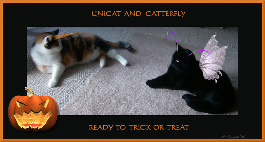 Unicat and Catterfly