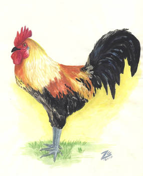 rooster