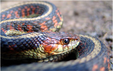 Oswald The Snake