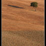 Lonely Tree