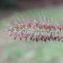 Seed head