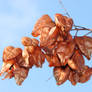 Koelreuteria paniculata pod