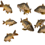 lake fish