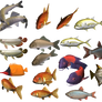 colours fish