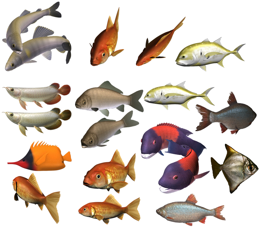 colours fish