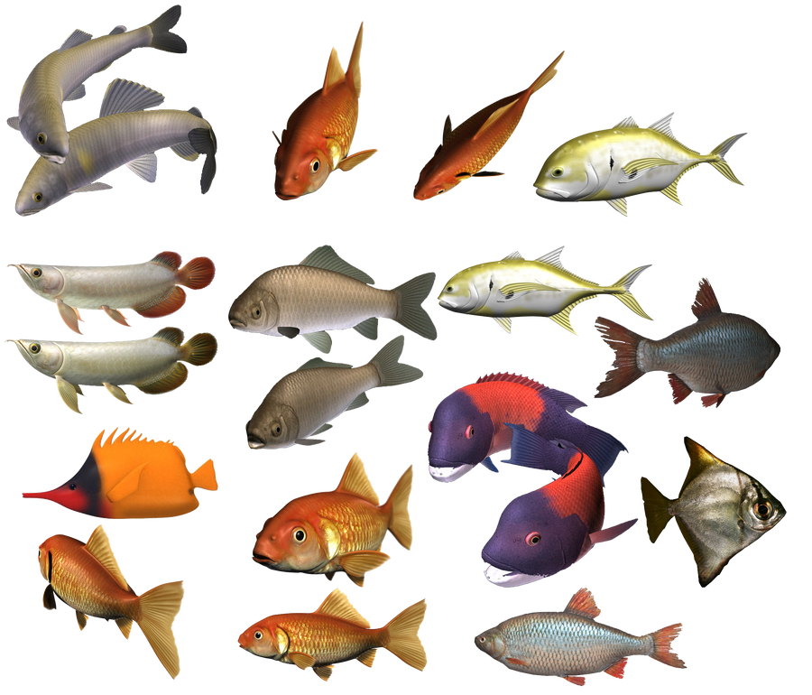 colours fish by darkadathea