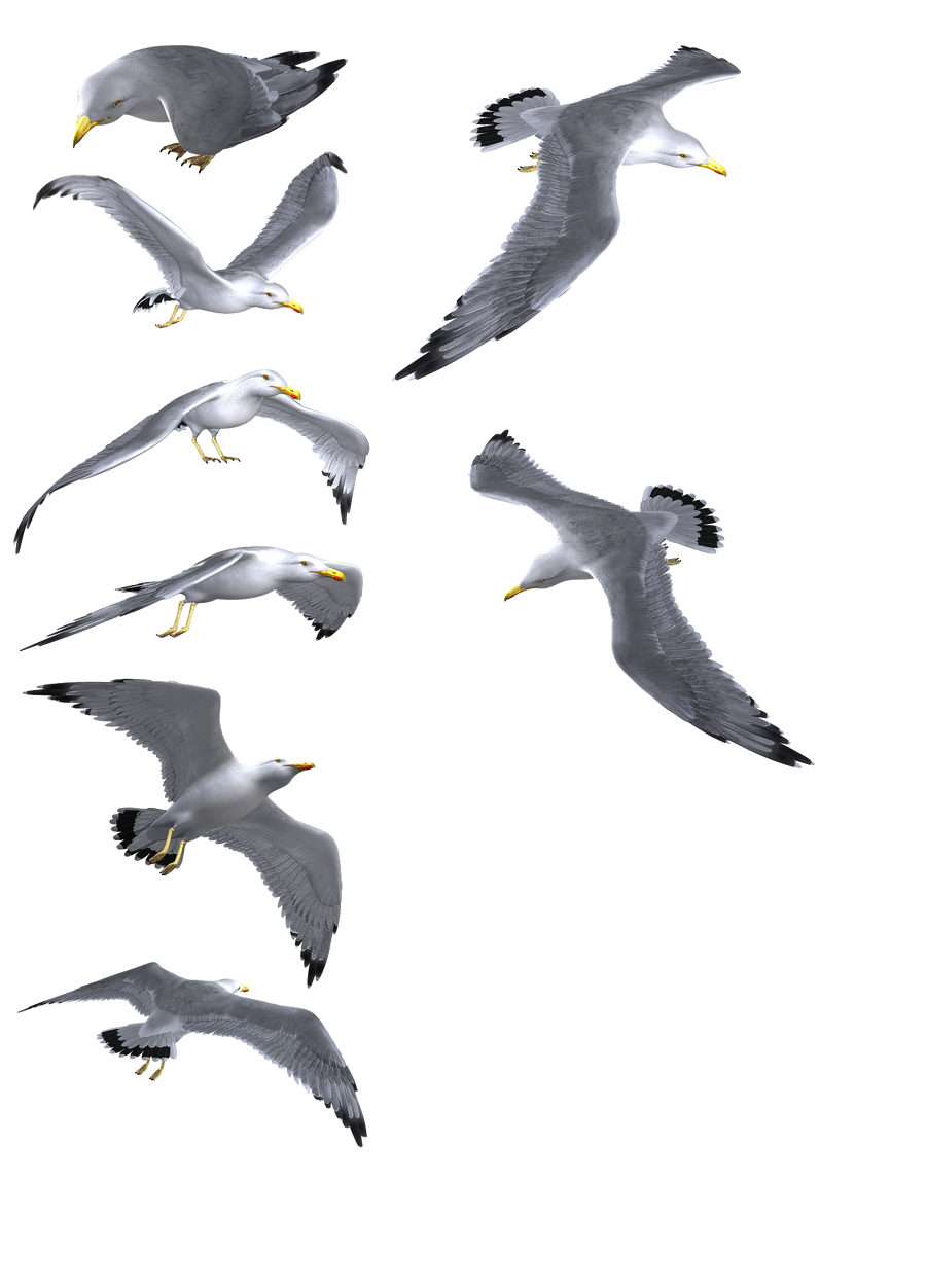 seagull models