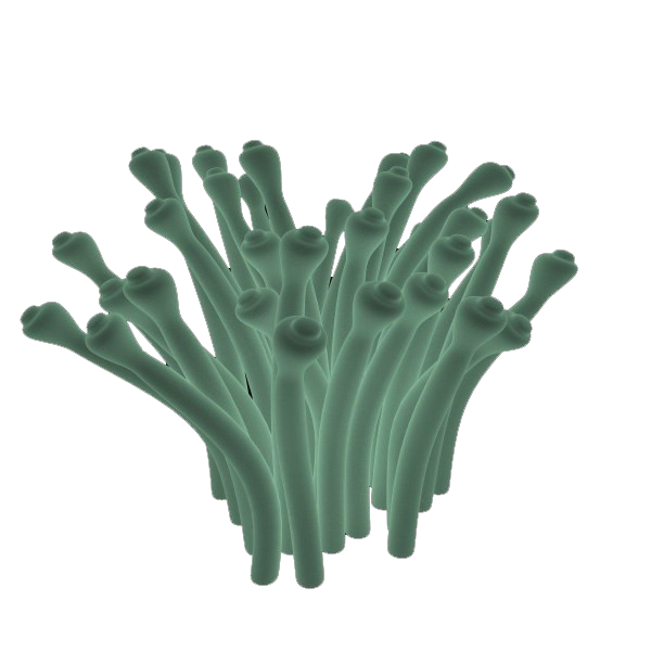 green coral