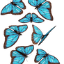 blue butterflies