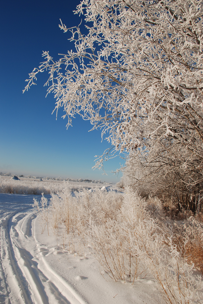 Frost Winter