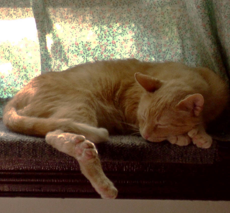 .:Simba: The sick prince himself:. by Goddess-of-BUTTSECKS on DeviantArt