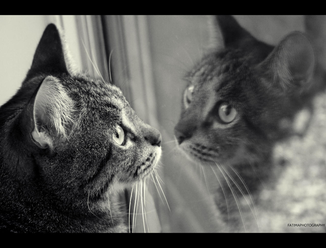 A Cat's Reflection