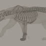 SI - Lion Skeleton