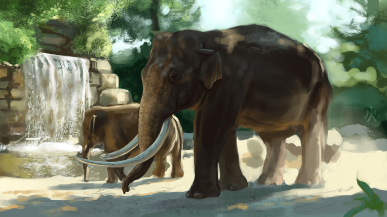 SP - Asian Elephant study