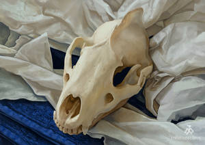 Study - Skull and Cloth