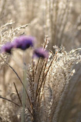 Layers of flowers