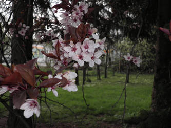 Untitled plum blossoms